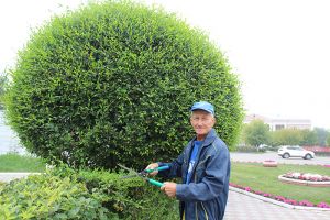 Рабочий по озеленению МП «Горкомсервис» Ярослав Яцынич уже несколько лет выполняет фигурную обрезку деревьев и кустарников в Еманжелинске